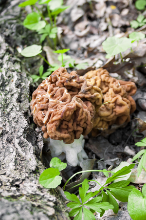 Gyromitra esculenta mushroom growing in spring forestの写真素材