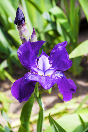 Violet iris flower closeup on green garden background in sunny dayの写真素材
