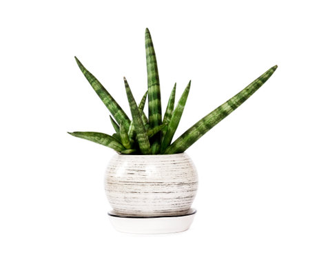 Potted Sansevieria cylindrica var. patula isolated on white background. Sansevieria cylindrica also known as the cylindrical snake plant, African spear or spear sansevieria, is a flowering succulent plant の写真素材