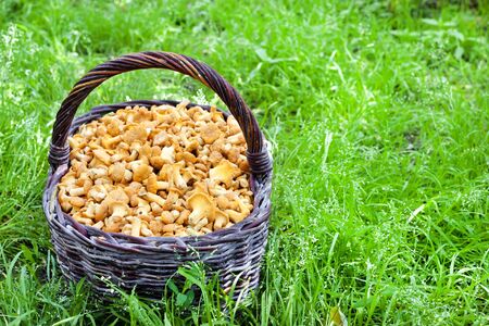 Wicker basket with wild mushrooms chanterelles on green grass backgroundの写真素材