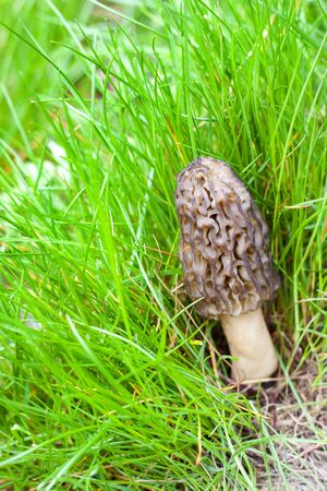 Spring Morel mushroom growing in the fresh green grassの写真素材