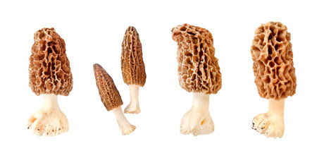 Collage of different morel mushroom isolated on white background 