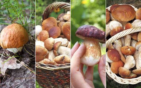 Collage of fresh forest cep mushroomsの写真素材