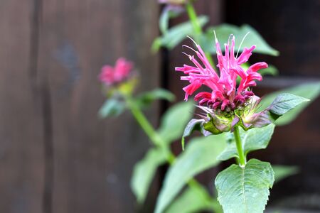 Purple Monarda (Monarda didyma) flower closeupの写真素材