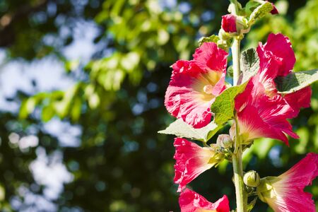 Flower of red mallow closeup on blurred trees and sky backgroundの写真素材