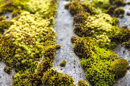 Closeup of old slate roof covered with green moss after the rain. Green moss texture, natural backgroundの写真素材