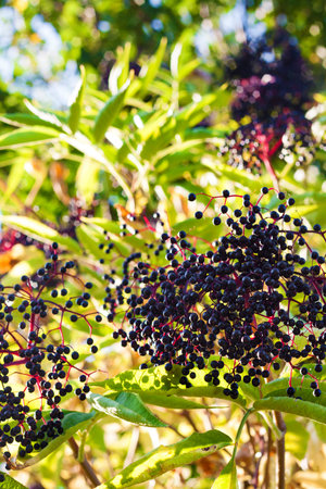 Branch of Sumbucus (elder) with ripe berries