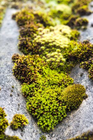 Closeup of old slate roof covered with green moss after the rain. Green moss texture, natural backgroundの写真素材