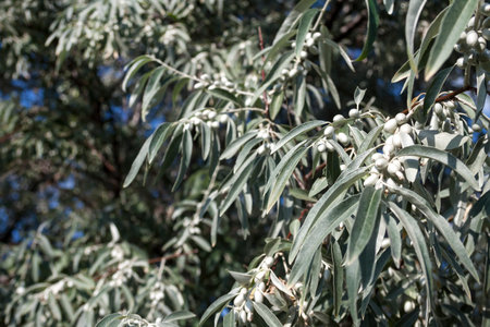 Elaeagnus angustifolia (commonly called Russian olive, silver berry, oleaster, Persian olive, or...