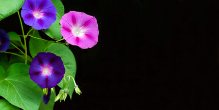 Purple and blue Morning Glory (Ipomoea) flowers isolated on black background with copy space