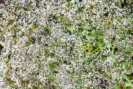 Gypsophila (also known as baby's-breath, or babe's breath) flowers closeup, natural pattern and backgroundの写真素材