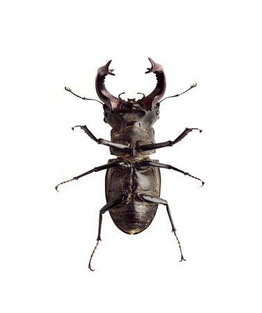 Stag-beetle (Lucanus cervus) closeup isolated on white background. View from the abdomenの写真素材