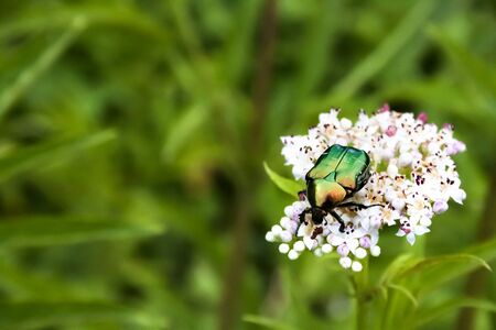Cetonia aurata, called the rose chafer or the green rose chafer, sitting on white flowers on blurred green backgroundの写真素材