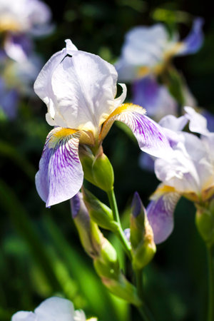  White and violet iris flower closeup on green garden background