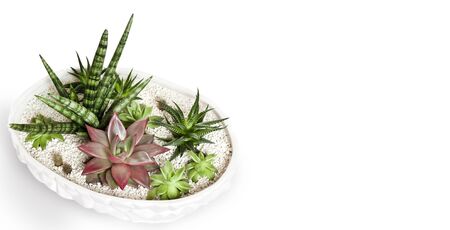 Ceramic white flower pot with variety of succulents (Echeveria Red Taurus, Haworthia fasciata, Sansevieria cylindrica) isolated on white background with copy spaceの写真素材