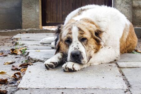 Pensive dog resting its head on its paws. Breed Central Asian Shepherd (Alabai)の写真素材