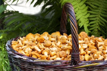 Wicker basket with wild mushrooms chanterelles on green grass and fern background. Closeup with selective focusの写真素材