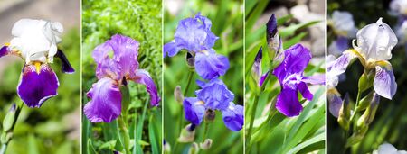 Collage of images of various beautiful Iris flowers. Variety of Irisesの写真素材