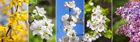 Collage of images of flowering trees and bushes in springの写真素材