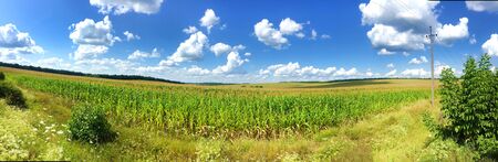 Panorama of Ñorn field in summer day with bright cloudy sky in countrysideの写真素材