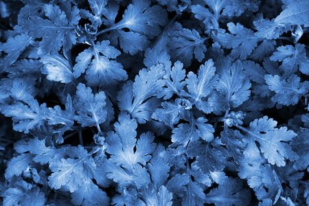 Beautiful young chrysanthemum leaves natural background toned in Classic Blue Color of the Year 2020の写真素材