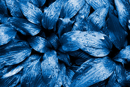 Closeup of Hosta lancifolia leaves with dew natural background toned in trendy Classic Blue Color of the Year 2020. View from aboveの写真素材