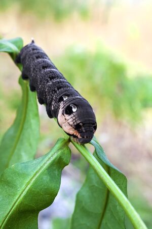 Larva of elephant hawk moth (Deilephila elpenor) on green branch on blurred green backgroundの写真素材