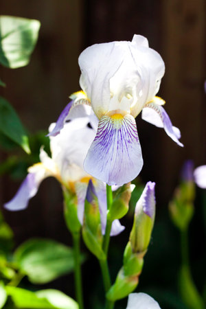  White and violet iris flower closeup on green garden background