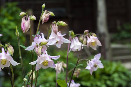 Plae pink Aquilegia flowers closeup in spring garden.の写真素材