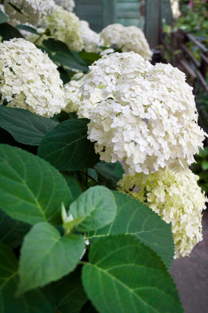 Blooming white Annabelle Hydrangea arborescens (commonly known as smooth hydrangea, wild hydrangea,...
