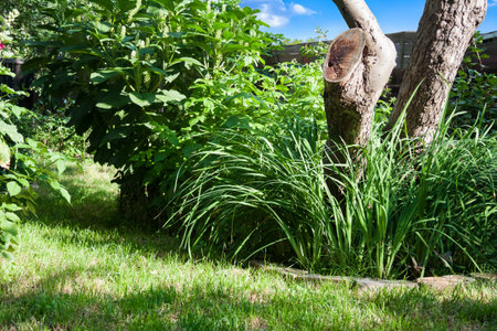 Green garden with old tree bark and grass in sunny day