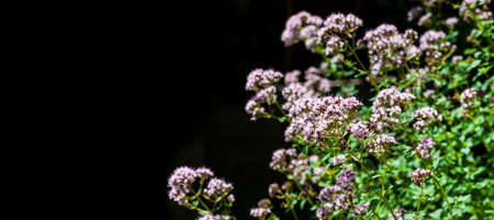 Beautiful oregano flowers isolated on black backgroundの写真素材