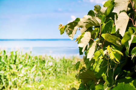 Grapevine on blue sky and sea background. Natural background. Copy spaceの写真素材