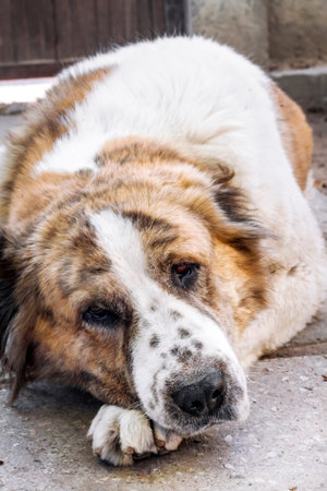 Portrait of a pensive dog resting its head on its paws. Breed Central Asian Shepherd (Alabai)