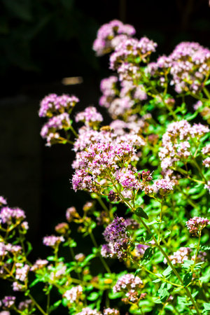 Beautiful oregano flowers on black backgroundの写真素材
