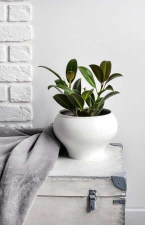 White wooden box with young rubber plant in white flower pot and gray soft fleece blanket on it. White wall with bricks on backgroundの写真素材