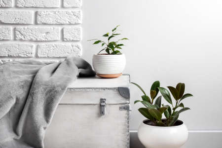 White wooden box and young home plants in white flower pots on white wall background.の写真素材