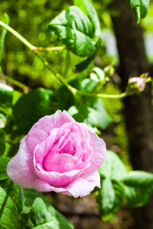 Rosa Centifolia (Rose des Peintres) flower closeup.の写真素材