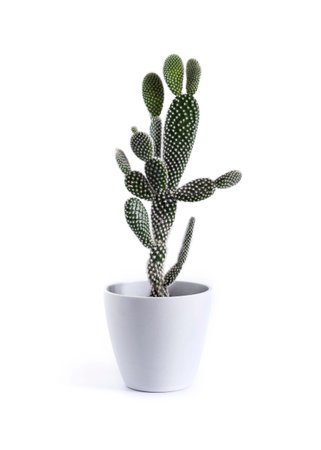 Opuntia microdasys var. albispina cactus in a pot isolated on white backgroundの写真素材