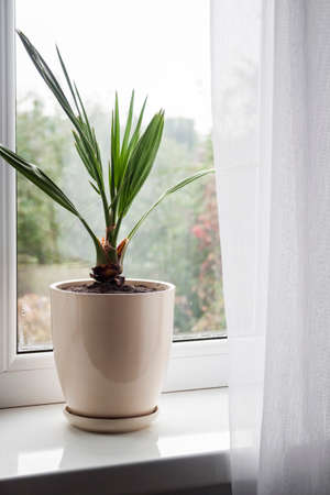 Potted young date palm plant on the windowsill in the room.の写真素材
