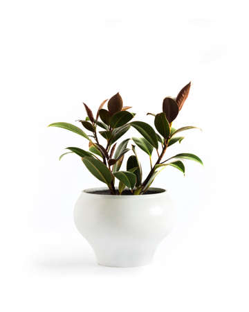 Rubber plant (Ficus elastica Melany) in white flower pot isolated on white backgroundの写真素材