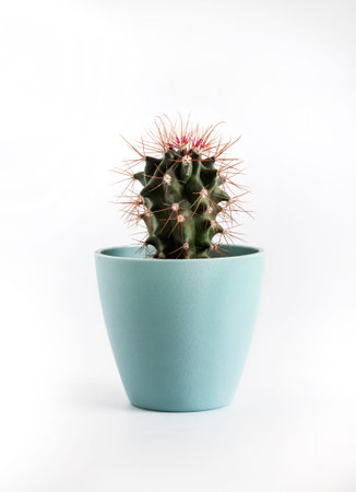 Mammillaria cactus in a blue flowerpot isolated on white background.