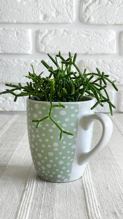 Close-up of young Rhipsalis plant in teal dotted mug on a table with textured talecloth on white bricks wall background.の写真素材
