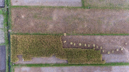 Image of beautiful Terraced rice field in water season and Irrigation from drone, Top view of rices paddy field in Java, Indonesia.の写真素材