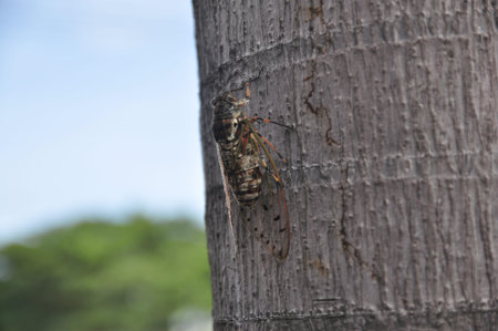 Cicada on the tree backgrounds wood