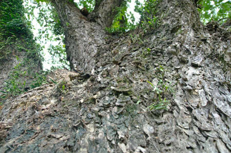 Tree barkの写真素材
