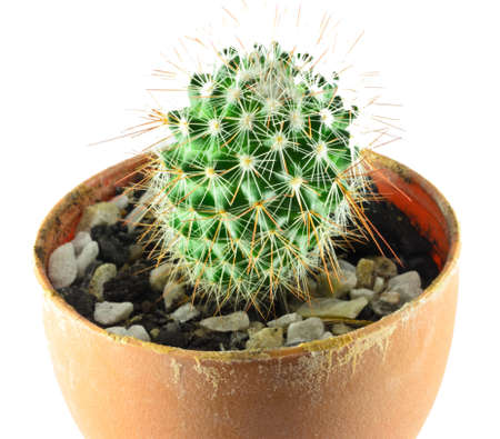 cactusの写真素材