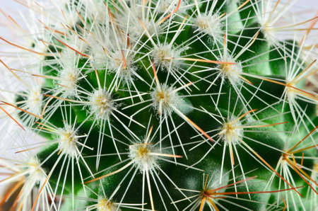cactusの写真素材