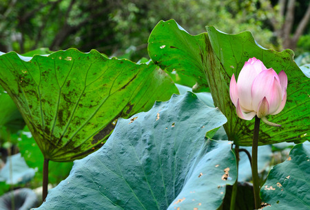 Lotus pink blossomsの写真素材