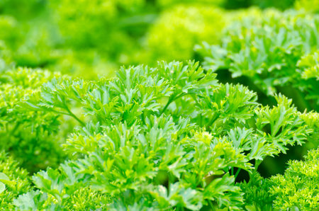 Fresh vegetables and green salad